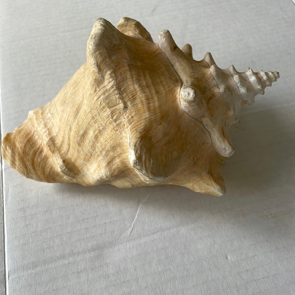 Queen Conch Shell - Picture 6 of 6